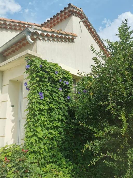 Courthézon Maison Avec Piscine Dans Village Provencal. מראה חיצוני תמונה